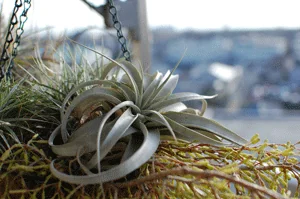 Air Plant Care Depends on This Key Task