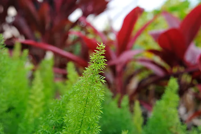Asparagus Fern Is an Easy and Festive Houseplant