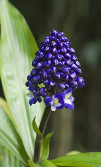 Blue Ginger Is an Easy-to-Grow Tropical Flower