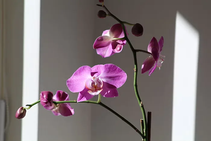 Caring for Phalaenopsis Orchids as a Blooming Houseplant