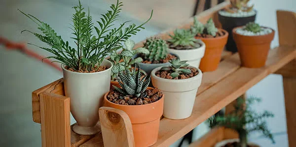 Choosing the Right Houseplants for Your Place