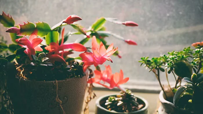 Christmas Cactus, Thanksgiving Cactus and Easter Cactus