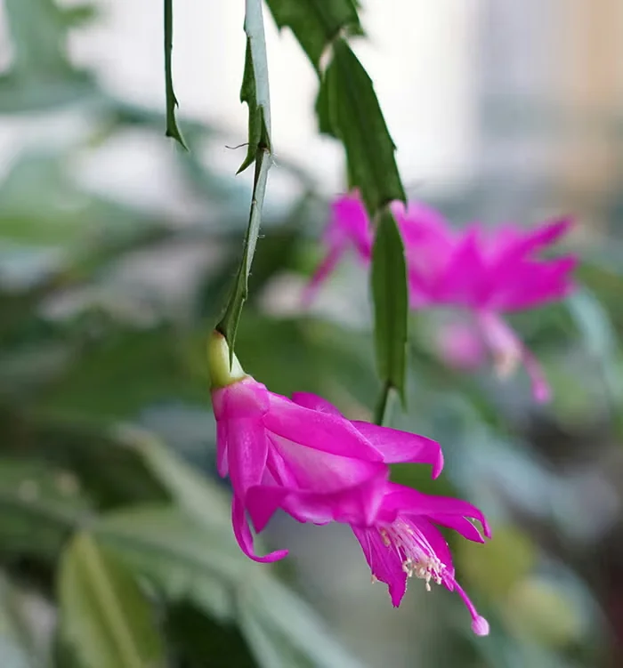 Christmas Cactus Care and Blooming