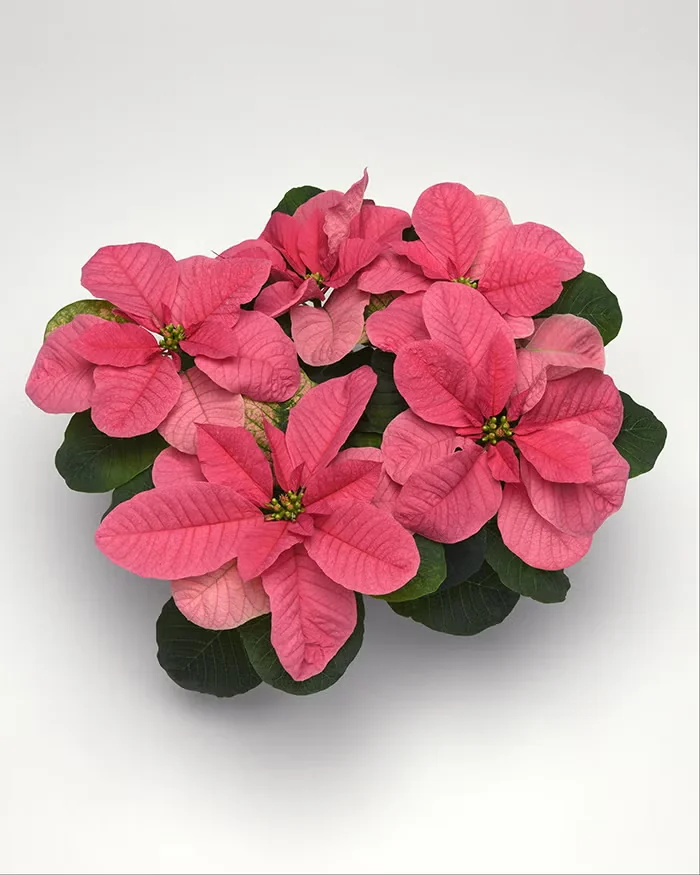 Although we think of them as petals, the colorful structures on poinsettias are really bracts, which are modified leaves. The true flowers are the small, greenish, knoblike structures at the center of