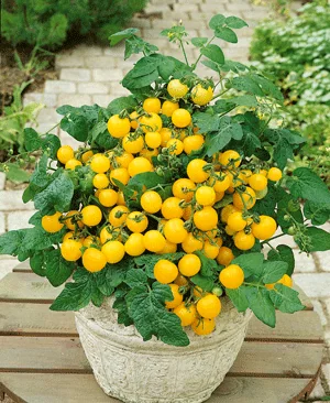 Container Vegetable Gardening Made Simple