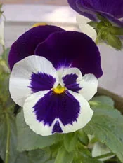 Cool-Season Annuals for Fall and Winter Window Boxes