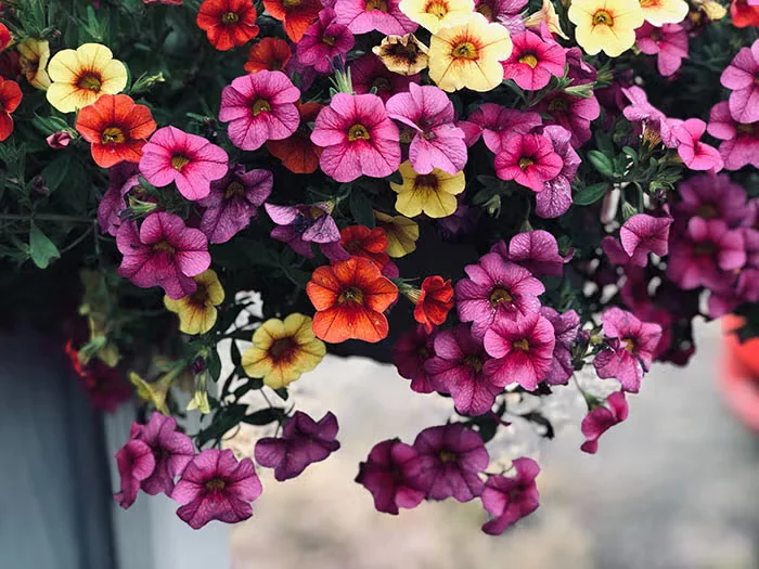 Annual Plants Should Be Part of Every Garden