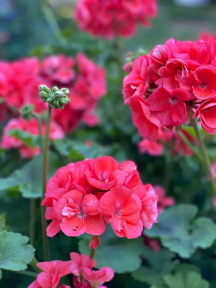 Drought-Tolerant Annuals for Garden Containers