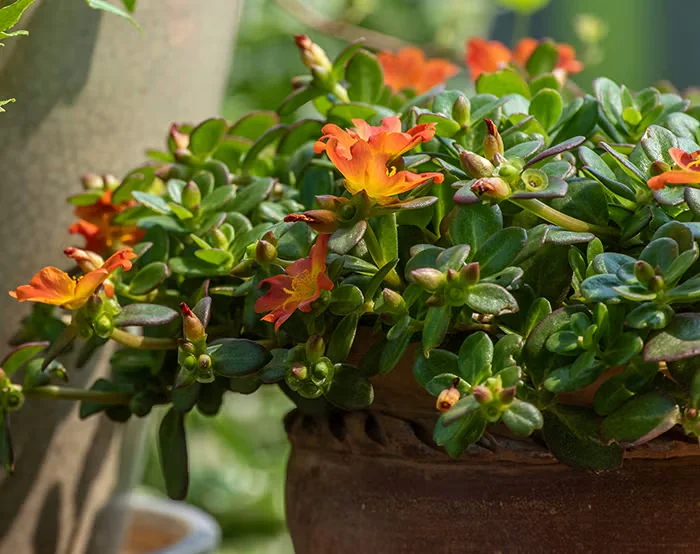 Moss rose, or portulaca, has succulent leaves and cheerful flowers.