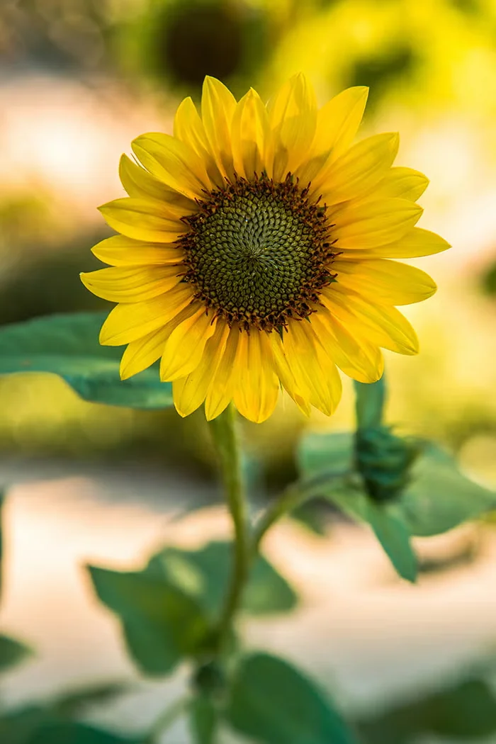 Sunflowers have a taproot that helps them weather drought.