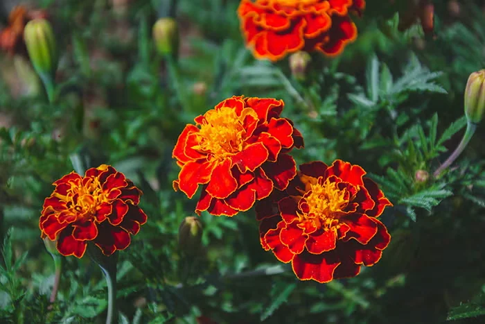 French marigolds can get by on little water. If they do suffer from lapses in watering, they bounce back after a good dousing.