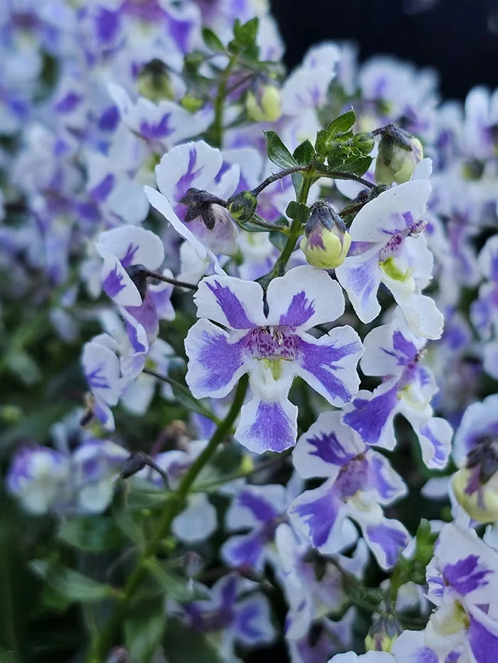 Angelonia are easy-care flowering annuals that resist heat and drought. Their upright flower stems provide nice vertical energy amid mounded companions in a mixed container.