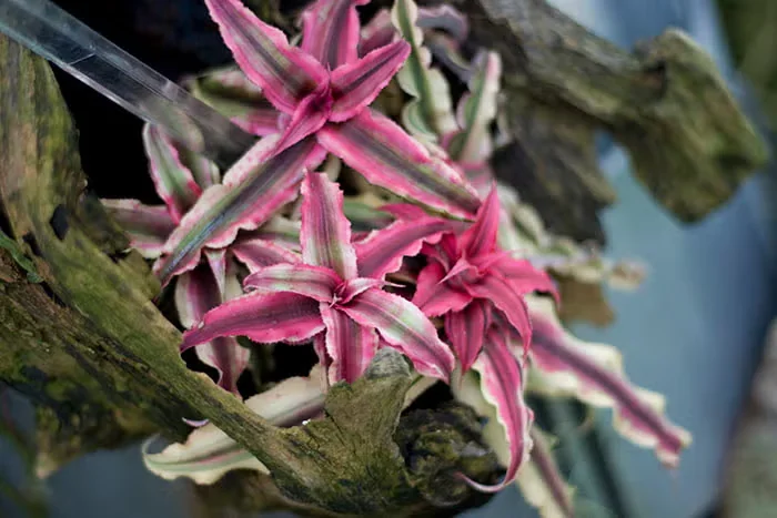 Earth Star Bromeliads Are a Versatile, Easy Houseplant