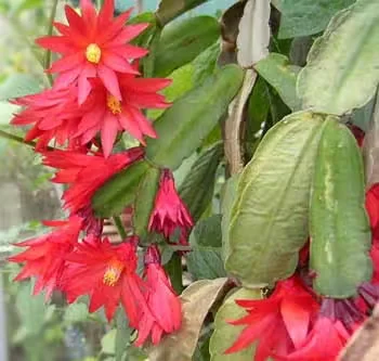 Easter Cactus: How it Differs from Christmas Cactus