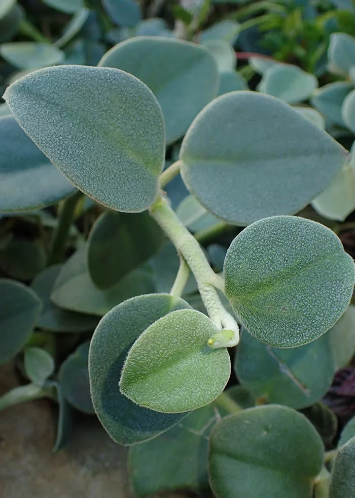 Easy Houseplants That Thrive on Neglect