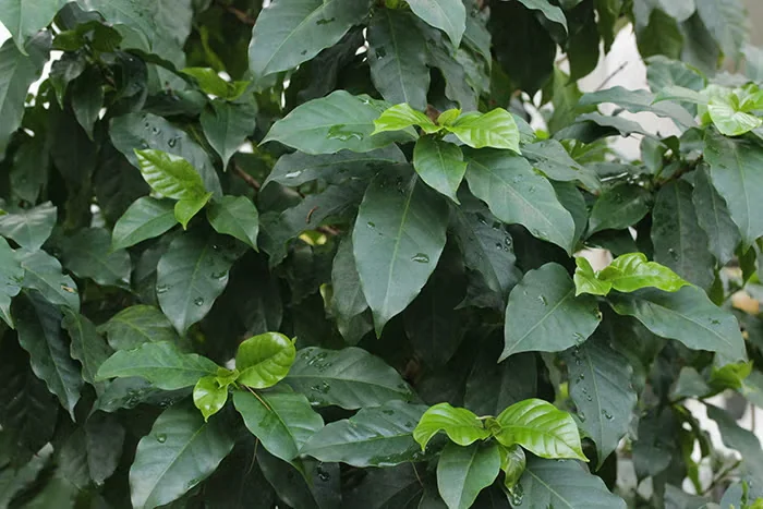 Coffee plant