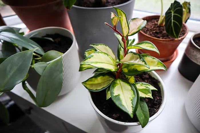 Hoya 'Krimson Princess'