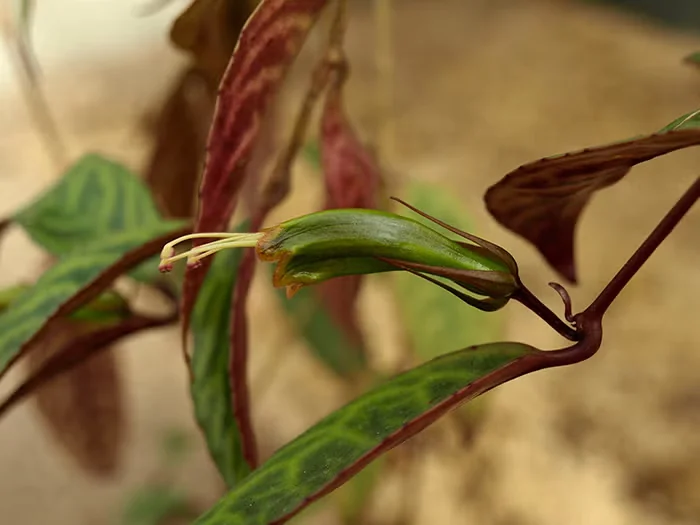 Aeschynanthus 'Black Pagoda'
