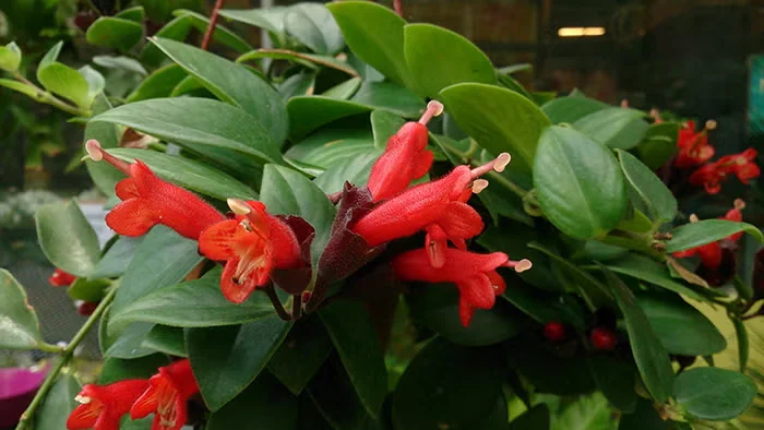 Aeschynanthus 'Mona Lisa'