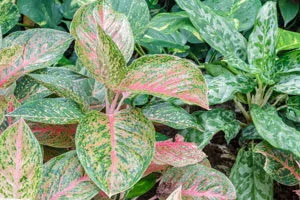 Chinese evergreen