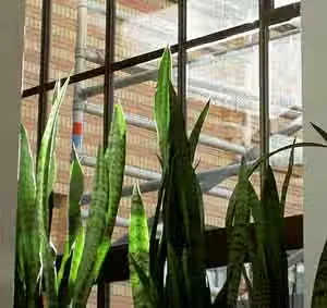 Snake plant
