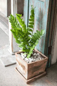 ZZ plant