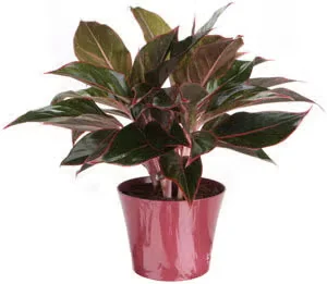 Red aglaonema