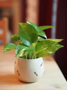 Pothos