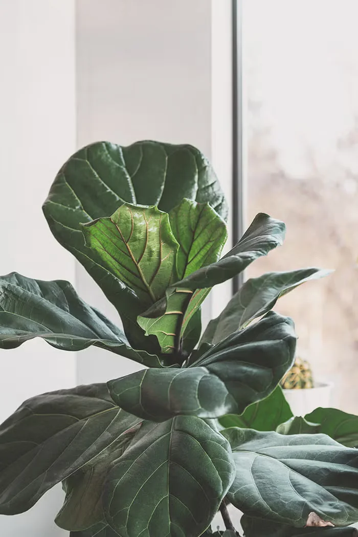 Fiddle Leaf Fig Care as a Houseplant