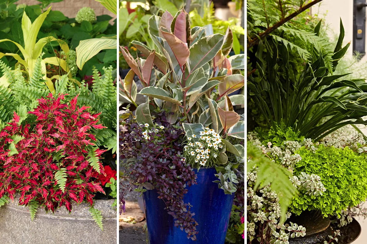 Featured vessel: Foliage-Focused Container Garden Ideas for Summer