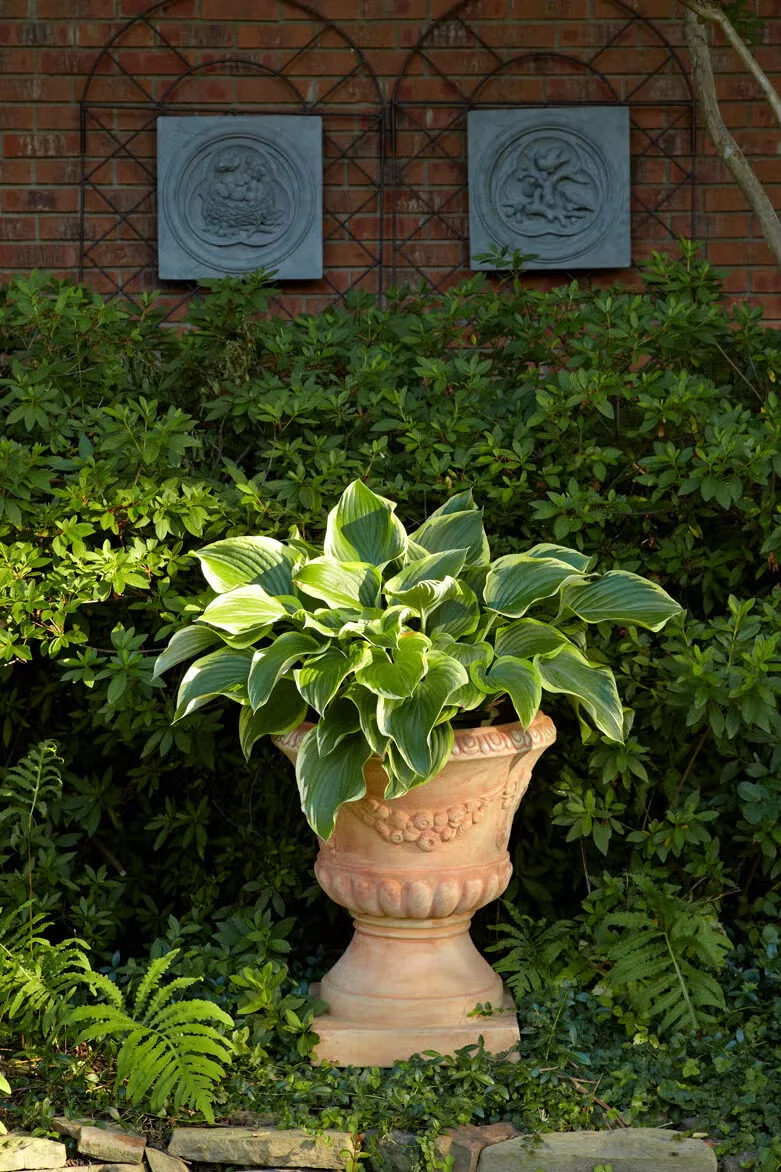 An elegant urn and focal-point positioning elevates this hosta both literally and figuratively. The pot and placement make this commonplace plant look special while holding it out of the way of slugs 