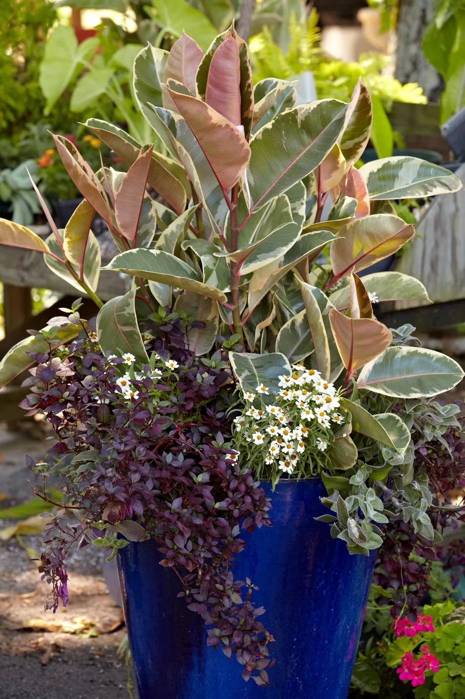 Foliage-Focused Container Garden Ideas for Summer
