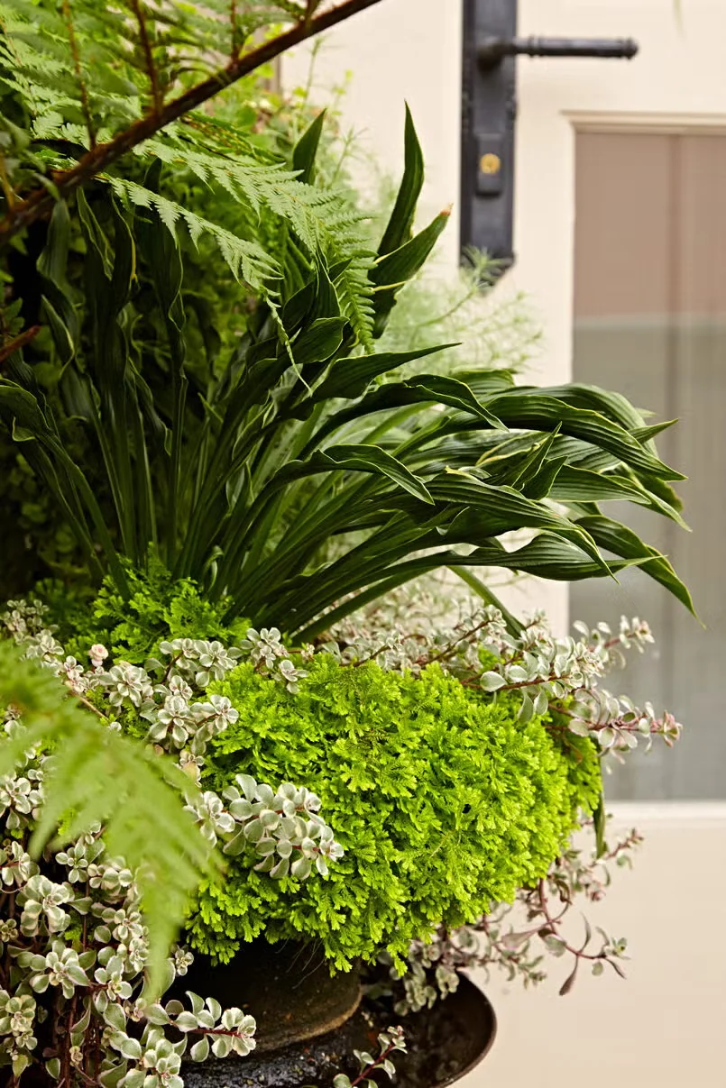 Foliage-Focused Container Garden Ideas for Summer