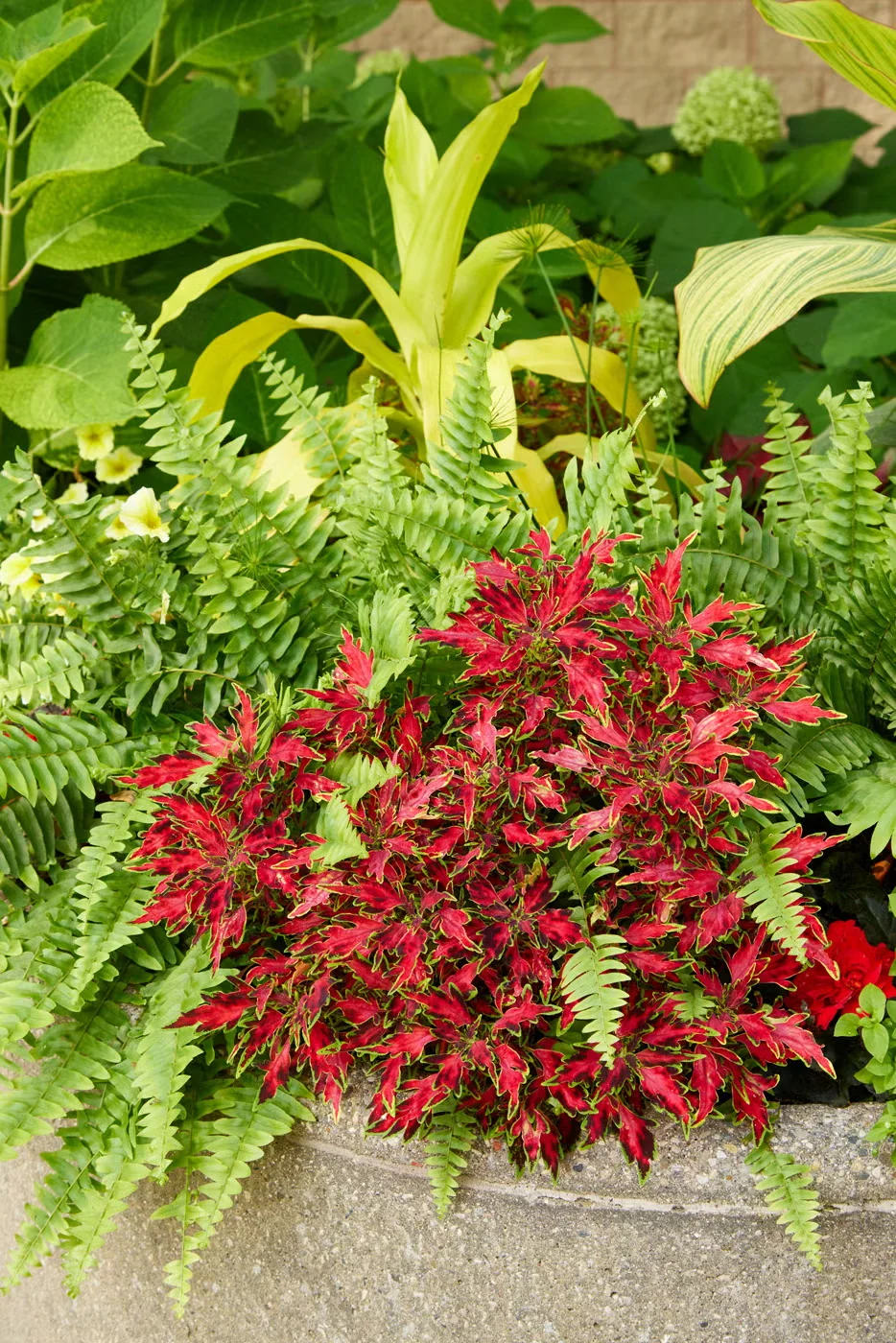 Foliage-Focused Container Garden Ideas for Summer