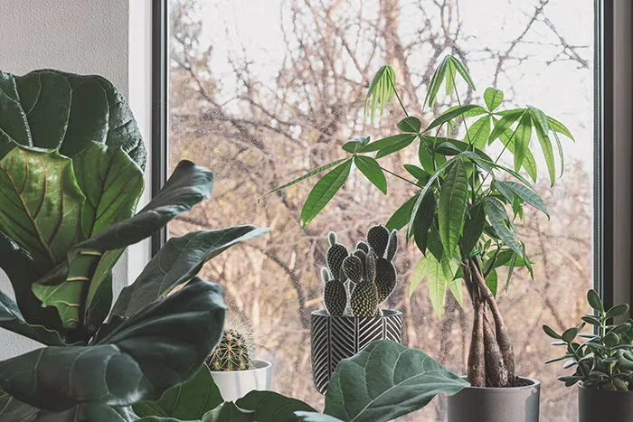 Give Houseplants a Rest