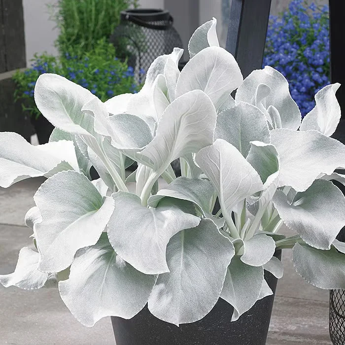 Grow Angel Wings Senecio as a Centerpiece Container Plant