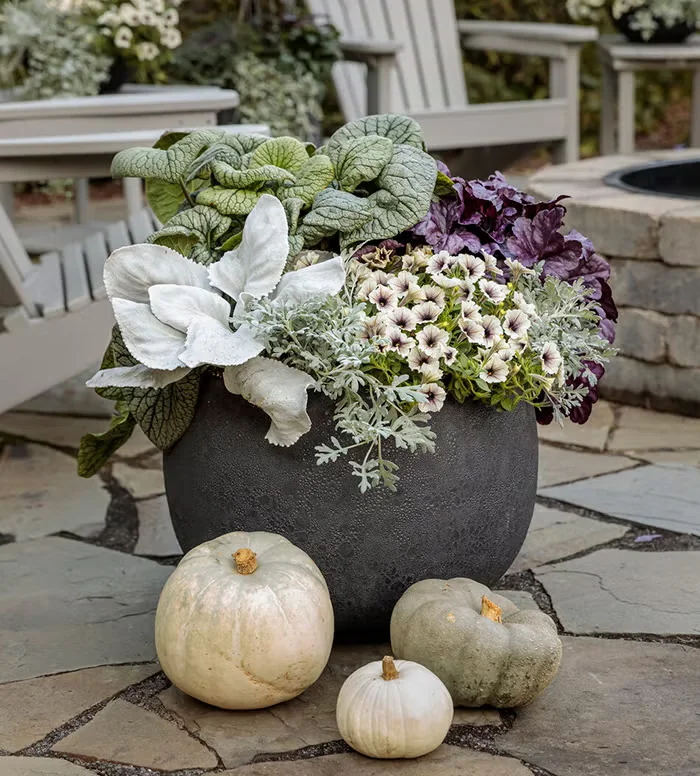 Hardy to USDA Zone 8, Angel Wings senecio can persist through the cool autumn nights, making it a great candidate for unique fall containers. Here it is combined with (clockwise from top) 'Queen of He