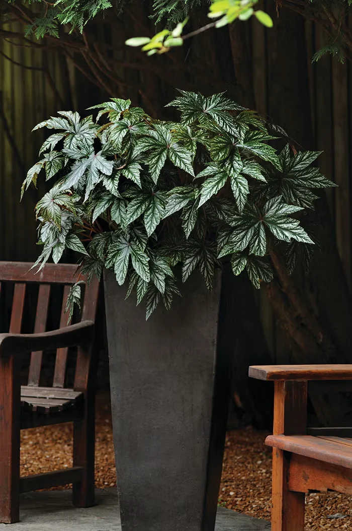 Grow Gryphon Begonia As a Houseplant or in Patio Containers