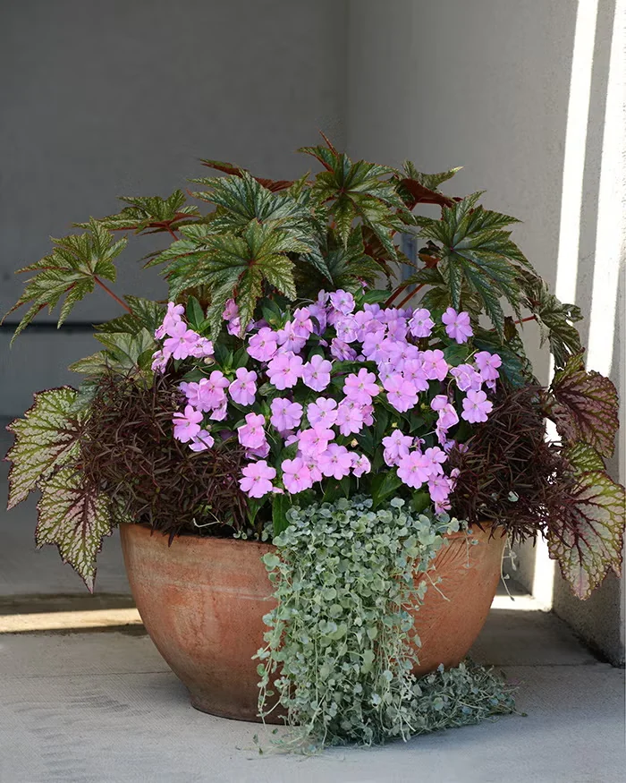 'Gryphon' begonia can thrive in mixed containers with annual companions. Here, its red-stemmed, sliver-streaked leaves hover over rex begonias, pink-flowering impatiens, silver-leaved dichondra, and '