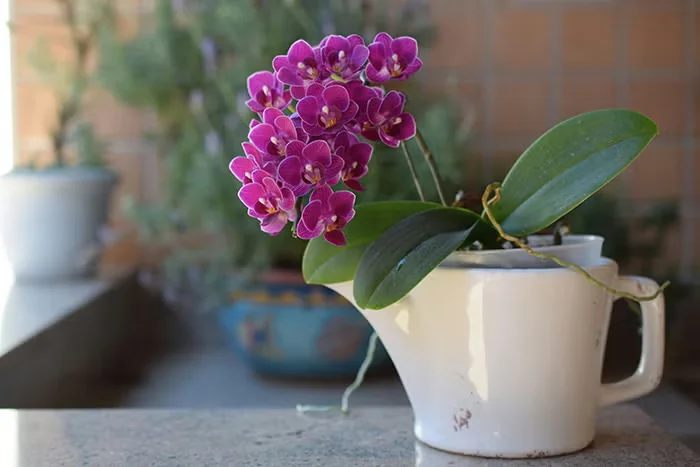 Growing Moth Orchids as Houseplants: Do's and Don'ts
