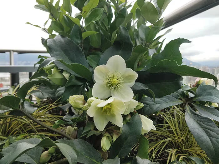 Hellebores As Houseplants? Tips for Their Care Indoors