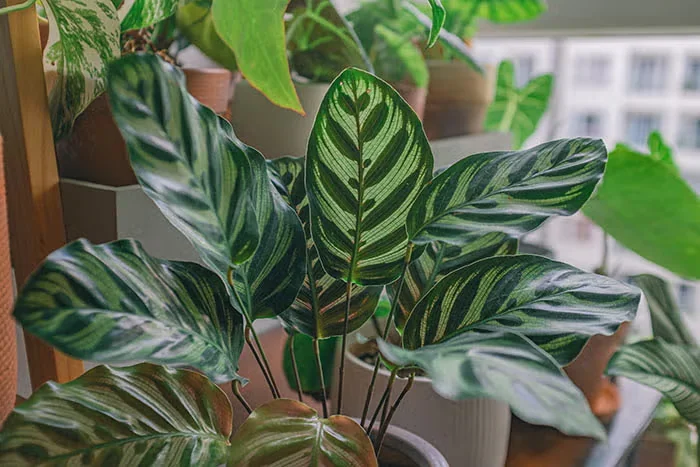 Houseplants Care and Design Made Easy