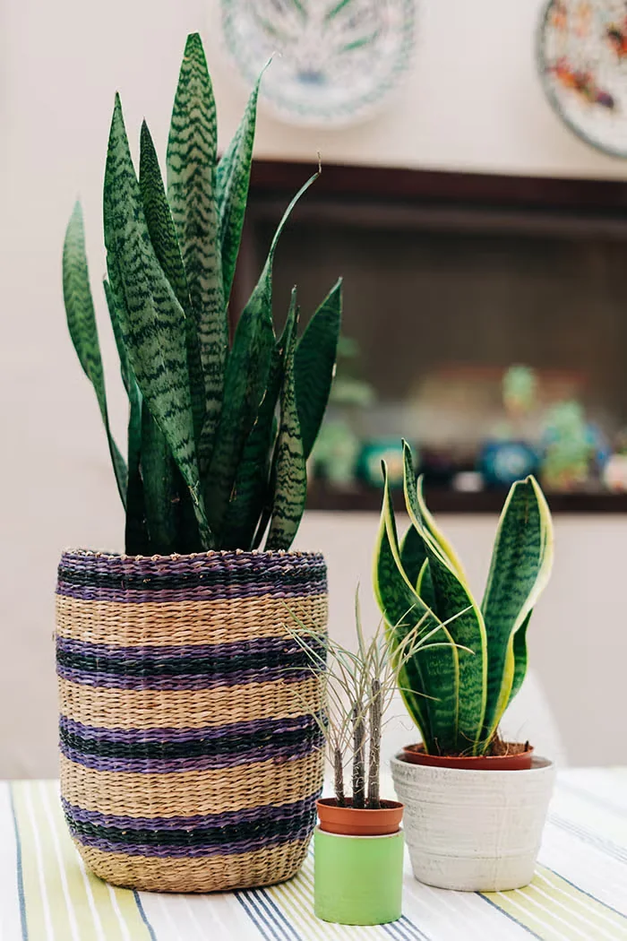 Houseplants Outside: Tips for Choosing and Using Them
