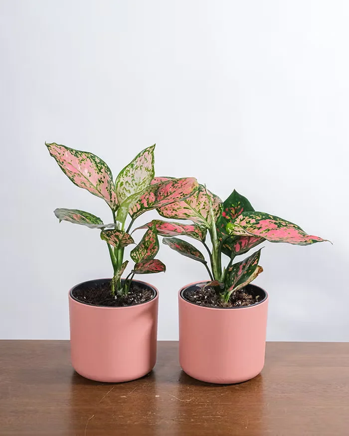 Red aglaonema can bring warm color to shade gardens in summer.
