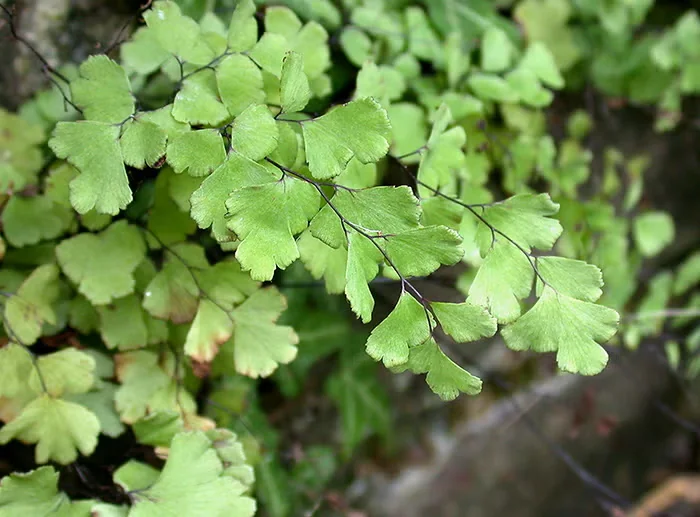 Houseplants That Can Grow in Low Light