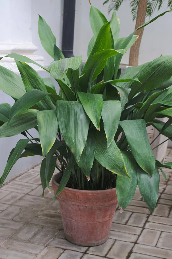 Cast-iron plant