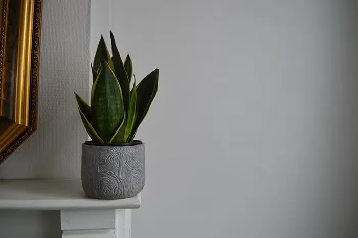 Snake plant