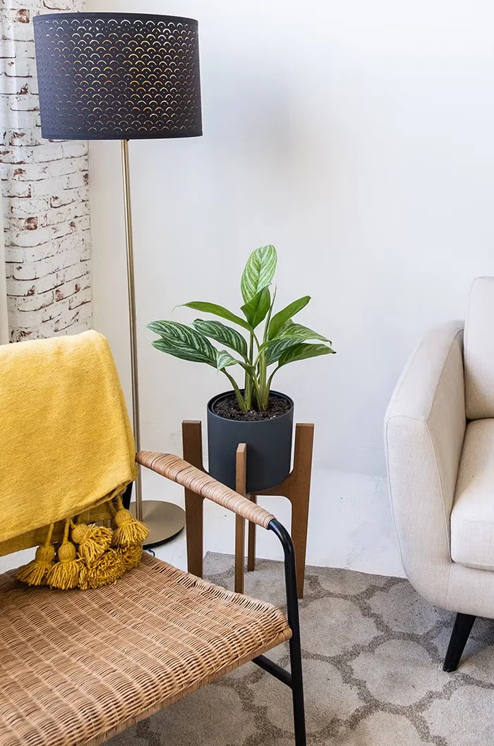 Chinese evergreen