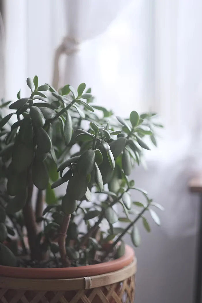 Houseplants That Withstand Drafts and Cold Rooms