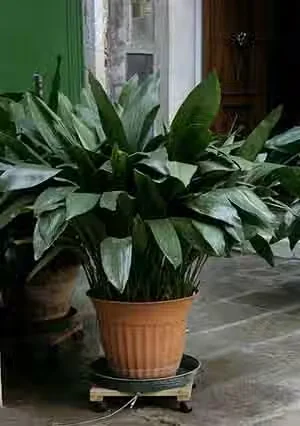Cast-iron plant